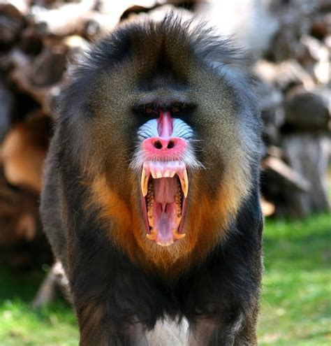 Were Mandrill Spell Real And Binding Shapeshifting Spell Instant