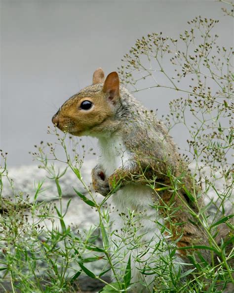 Eastern Grey Squirrel Stock Image Image Of Gray Plant 2863363