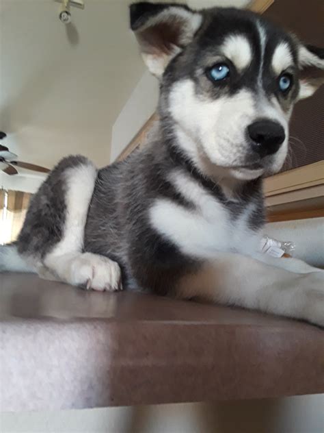 Siberian husky dog breed information including pictures, training, behavior, and care of siberian huskies and breed mixes. Alaskan Husky Puppies For Sale | Casa Grande, AZ #303202