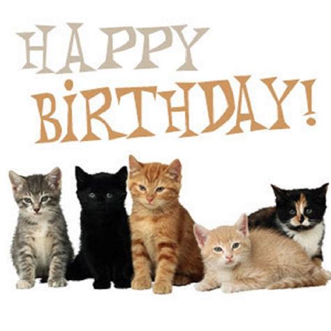 A Group Of Cats Sitting Next To Each Other In Front Of A Happy Birthday