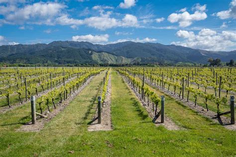 10 Tips For Visiting The Marlborough Wineries In New Zealand