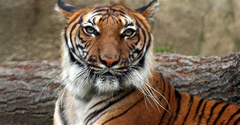 Indochinesische Tiger Schützen Wwf