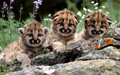 Pumas Animals Baby Animals Wallpapers Hd Desktop And