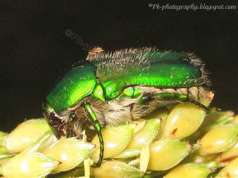 Green Metallic Beetle Nature Cultural And Travel Photography Blog