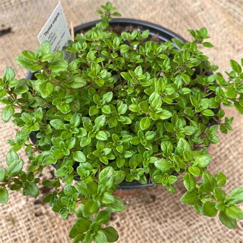 Thyme Seedling Ph