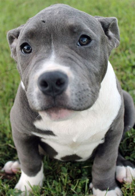Blue Pitbull Puppies For Sale Ideas In