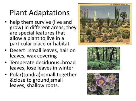 Ppt Ecological Adaptations Of Plants And Animals Powerpoint