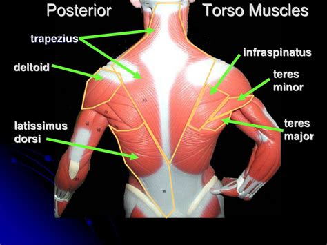 Aponeurosis of the abdominal external oblique muscle. PPT - Torso Muscles PowerPoint Presentation, free download ...