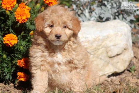 Meet Lawson A Cute Poma Poo Pomapoo Puppy For Sale For 400 Lawson