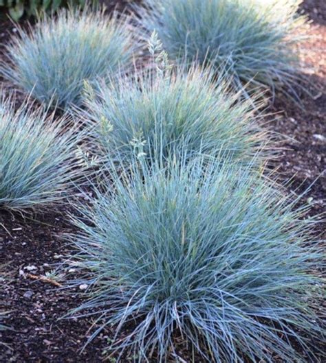 50 Blue Fescue Grass Seeds Festuca Glauca Semi Evergreen Etsy