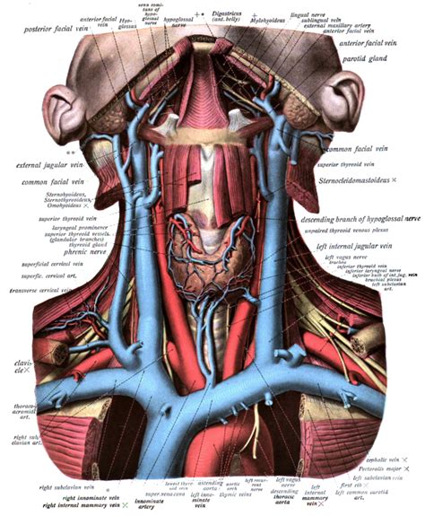 Most of the cerebral hemisphere, the eye and its appendages, the forehead, as. AAEM Resident and Student Association : Anatomical Review of Jugular Central Line Placement