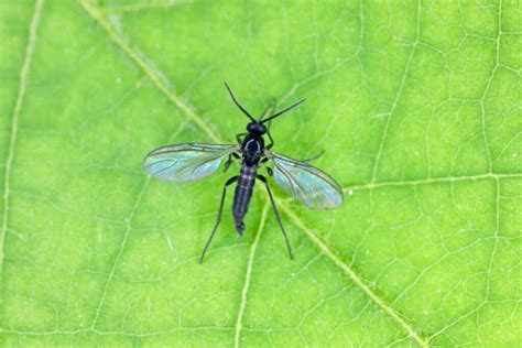 Dealing With Fungus Gnats On Cannabis Premium Cultivars