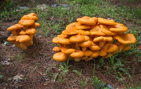 Chanterelle Mushrooms How To Grow This Delicacy Yourself