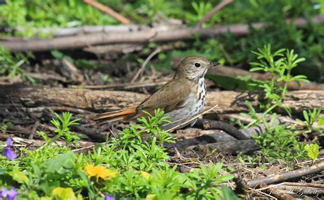 Natures Splendor Pretty Spring Birds