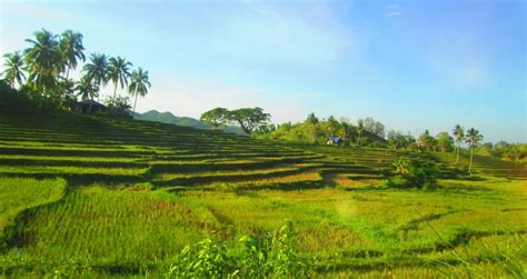 Cadapdapan Rice Terraces Bohol Tourism