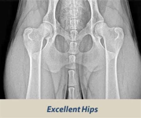 Hip Dysplasia In Dogs What Is Physiotherapy And Rehabilitation For Hip