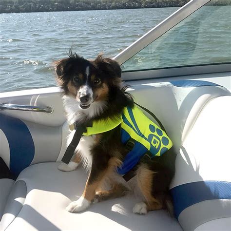 Boating With Dogs Amazingly Simple Tips You Will Love