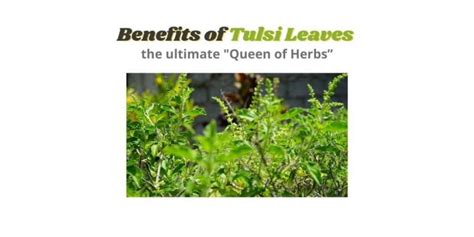Top 10 Powerful Health Benefits Of Tulsi Leaves Holi Basil