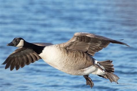 In Flight Canada Geese Branta Canadensis In Flight Ca Flickr