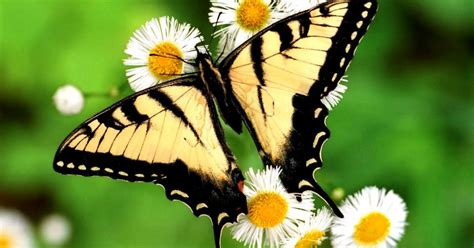 Spring Butterfly Wallpaper Amazing Wallpapers