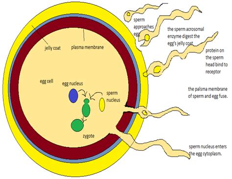Explain How Fertilization Takes Place In Human Beings With Diagram