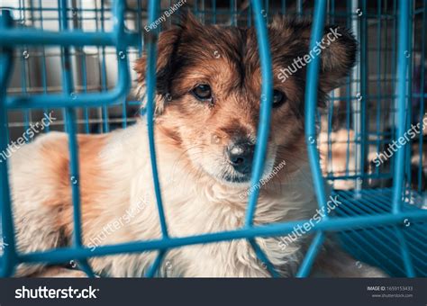 Portrait Sad Dog Shelter Behind Fence Stock Photo 1659153433 Shutterstock
