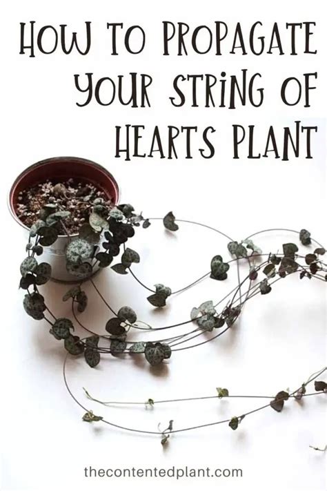 How To Propagate String Of Hearts The Contented Plant