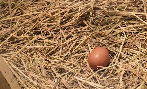 Why Your Chicken Eggs Are Disappearing And What You Can Do About It