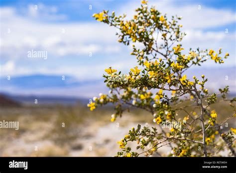 Creosote Bush Larrea Tridentata Blooming In Death Valley National