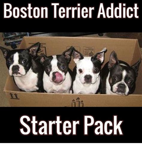 Boston Terrier Friendly And Bright Funny Boston