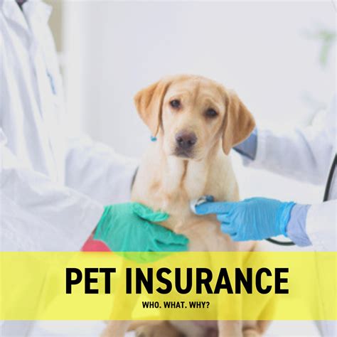 Pet Insurance For Your Dog What You Need To Know
