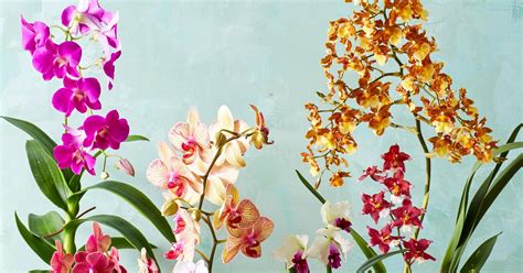 How To Grow Beautiful Orchids Year Round Indoor Flowering Plants