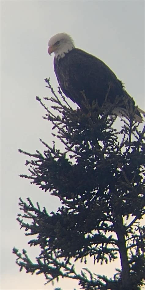 Saw An Eagle The Other Day And He Was Watching Some Small Dogs Nearby