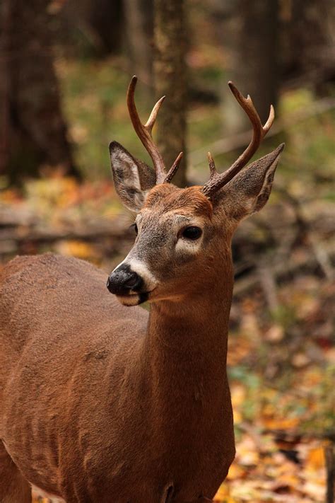 Whitetail Deer Mam Wildlife Animal Young Wild Buck Horns