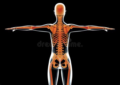 Female Human Body In Profile And Skeleton Stock Illustration