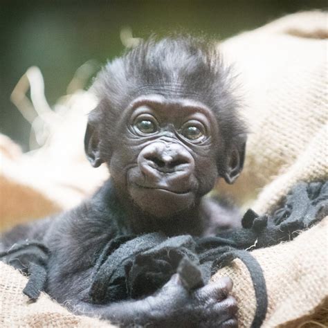Cute Baby Gorillas