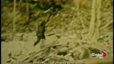 Bigfoot Sighting In Mission Bc New Videos Reportedly Show A