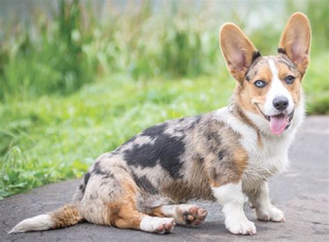 Cardigan Welsh Corgi Dog Breed Information And Pictures Livelife
