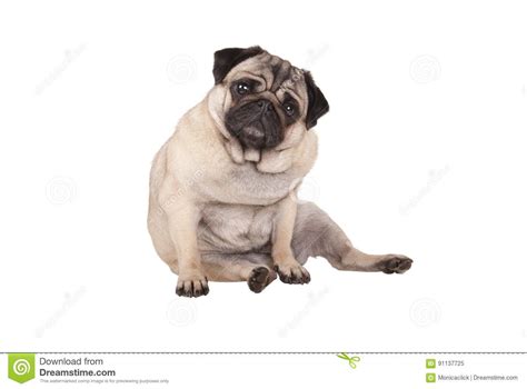Cute Pug Puppy Dog Sitting Down Isolated On White Background Stock
