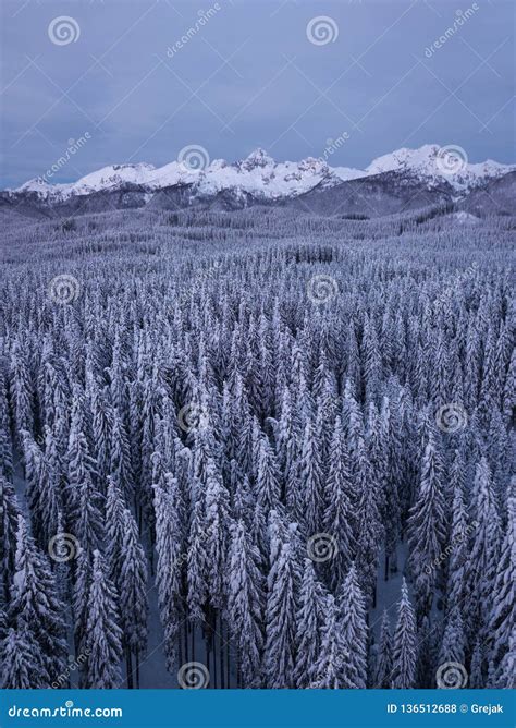 Winter Alpine Forest At Pokljuka Slovenia Covered In Snow At Dawn Stock