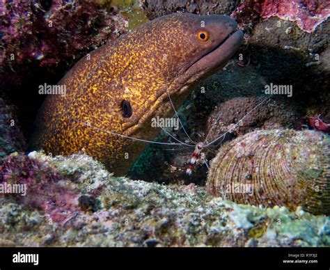 A Yellow Edged Moray Gymnothorax Flavimarginatus In The Indian Ocean