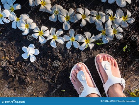 Woman S Feet With Plumeria Flower Between Toes Stock Photo Image Of