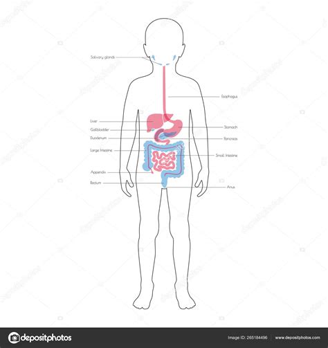 Human Internal Organs Vector Stock Vector By ©pikovit 265184496