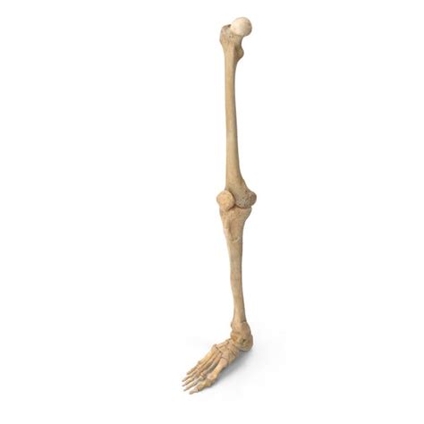 Human Leg Bones Anatomy White By Pixelsquid360 On Envato Elements