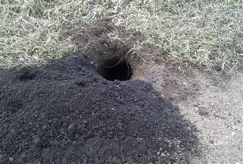 Ground Hog Holes In Steele County Roads