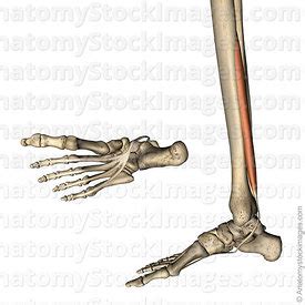 Point of origin and insertion 2. Anatomy Stock Images | Lower leg