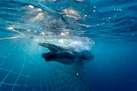 Migrating Humpback Whale Entangled By Queenslands Shark Nets Off