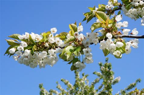 Free Photo Spring Cherry Blossom White Flowering Trees Tree Max Pixel