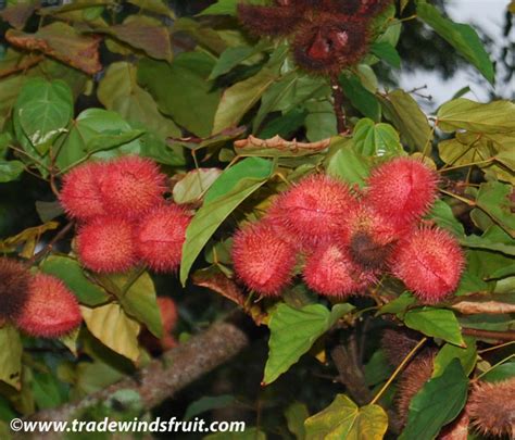 Patio fruit trees are small enough for virtually everyone to enjoy! Lipstick Tree, Annato - Bixa orellana - Seeds