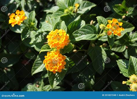 Yellow Lantana Flowers Or Lantana Camara In A Garden Stock Photo